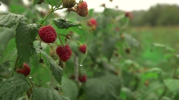 Ripe Red Tasty Raspberries Bush Raspberries Cultivated Northern Europe North — Stock Video