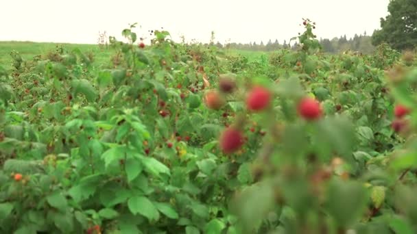 Lots Raspberry Bushes Farm Big Ripe Berries Close Raspberries Cultivated — Stock Video