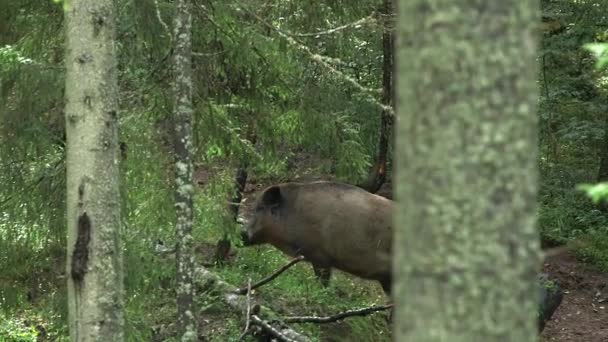 Big Fat Wild Boar Walks Forest Jabalí Salvaje Cerdo Salvaje — Vídeo de stock