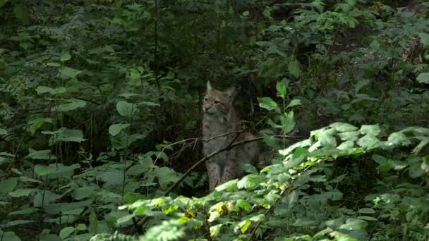 Lynx Zit Rustig Tussen Bosjes Observeert Omgeving Euraziatische Lynx Inheems — Stockvideo