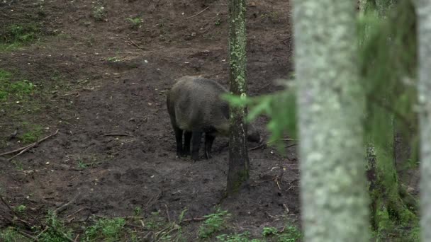 멧돼지 유라시아 돼지는 유라시아와 아프리카에 네이티브입니다 — 비디오