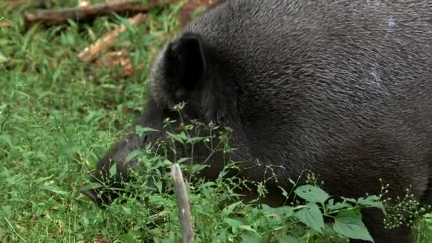 클로즈업 Boar 주위에 멧돼지 유라시아 돼지는 유라시아와 아프리카에 네이티브입니다 — 비디오