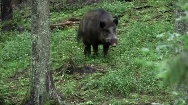 Wild Boar Walks Forest Javali Selvagem Porco Selvagem Porco Selvagem — Vídeo de Stock