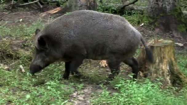 Wild Boar Walks Forest Javali Selvagem Porco Selvagem Porco Selvagem — Vídeo de Stock