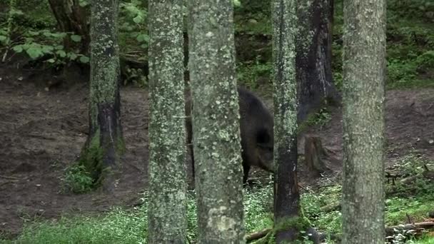 사이의 숲에서 멧돼지 멧돼지 유라시아 돼지는 유라시아와 아프리카에 네이티브입니다 — 비디오