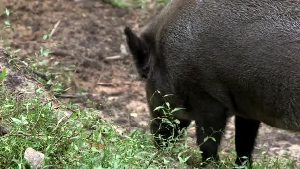 大きいワイルドボアは地面を嗅ぎ 何かを食べる ワイルドボーイ またはワイルドスワイン 共通野生豚 ユーラシア野生豚 ワイルド豚は ユーラシアとアフリカのネイティブです — ストック動画