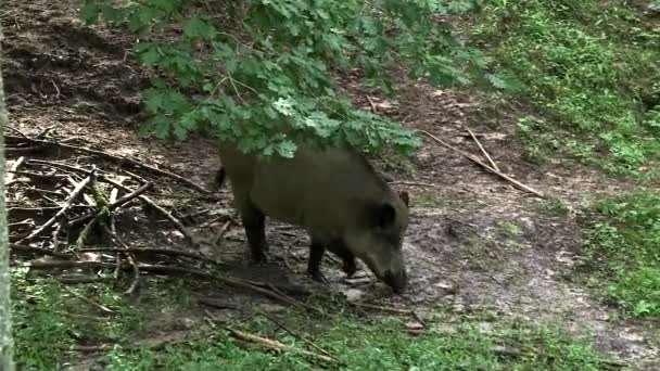 ワイルドボアは木の葉を嗅ぎ 森の中を散歩する ワイルドボーイ またはワイルドスワイン 共通野生豚 ユーラシア野生豚 ワイルド豚は ユーラシアとアフリカのネイティブです — ストック動画