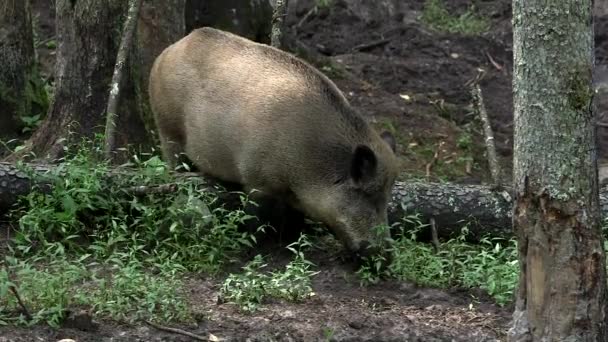 森の中のワイルドボアは匂いを嗅ぎ ブッシュを食べる ワイルドボーイ またはワイルドスワイン 共通野生豚 ユーラシア野生豚 ワイルド豚は ユーラシアとアフリカのネイティブです — ストック動画