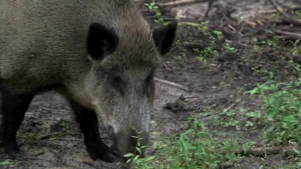 숲에서 멧돼지의 클로즈업 멧돼지 유라시아 돼지는 유라시아와 아프리카에 네이티브입니다 — 비디오