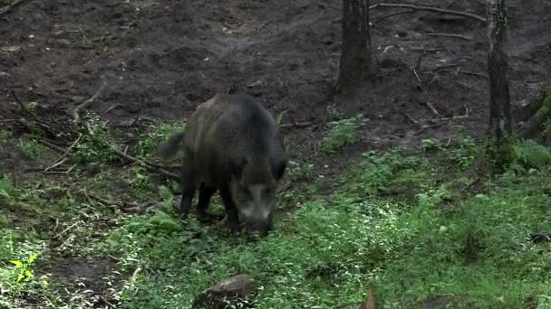 森の中のワイルドボアは匂いを嗅ぎ ブッシュを食べる ワイルドボーイ またはワイルドスワイン 共通野生豚 ユーラシア野生豚 ワイルド豚は ユーラシアとアフリカのネイティブです — ストック動画