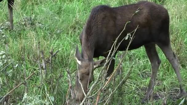 Moose Vacă Mâncând Frunze Bush Într Pajiște Moose Sau Elk — Videoclip de stoc