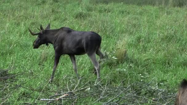Young Moose Small Antlers Eating Leaves Bush Meadow Orignal Wapiti — Video