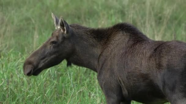 Young Cow Moose Shakes Walks Forest Meadow Alce Alce Alces — Vídeo de Stock