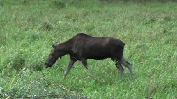 Young Cow Moose Walking Forest Meadow Orignal Wapiti Alces Alces — Video