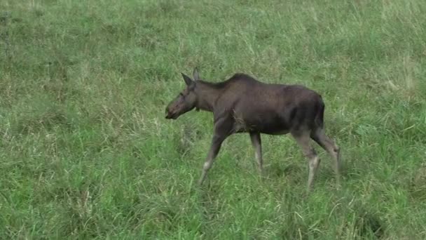 Young Cow Moose Walking Pooping Forest Meadow Dalam Bahasa Inggris — Stok Video