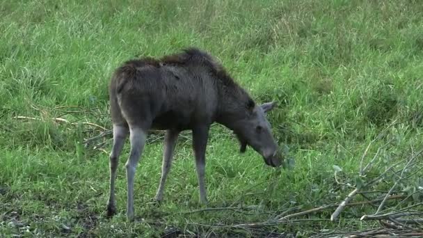 Young Moose Smells Leaves Bush Eats Them Orignal Wapiti Alces — Video