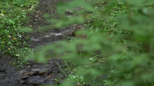 Berlari Dan Melompat Lompat Hutan Stoat Mustela Erminea Juga Dikenal — Stok Video
