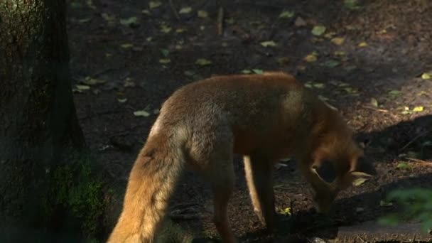 Fox Krabt Grond Open Zoek Naar Voedsel Een Rode Vos — Stockvideo