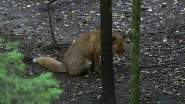 森林里的红狐正向照相机靠近 红狐与人类交往的历史由来已久 它曾长期被当作害虫和走狗猎食 — 图库视频影像