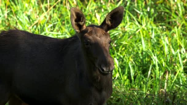 Young Moose Kid Olhando Redor Close Enquanto Mothes Passa Alce — Vídeo de Stock