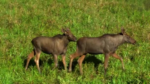 Dois Moose Kids Caminhar Num Prado Selvagem Alce Alce Alces — Vídeo de Stock