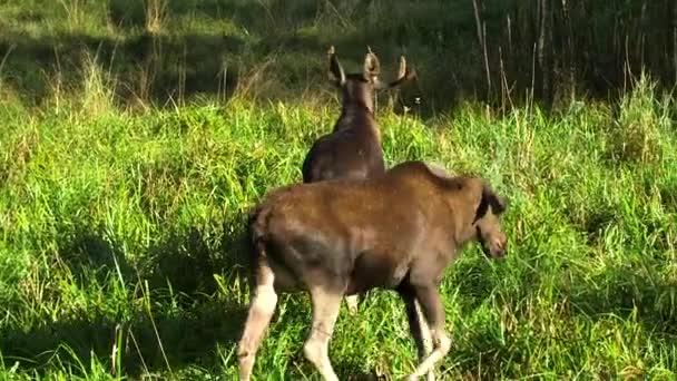 小母牛骚扰别人让它们跳开了 麋鹿是世界上现存的最高 最重的鹿种 也是世界上现存的最大 最重的鹿种 — 图库视频影像