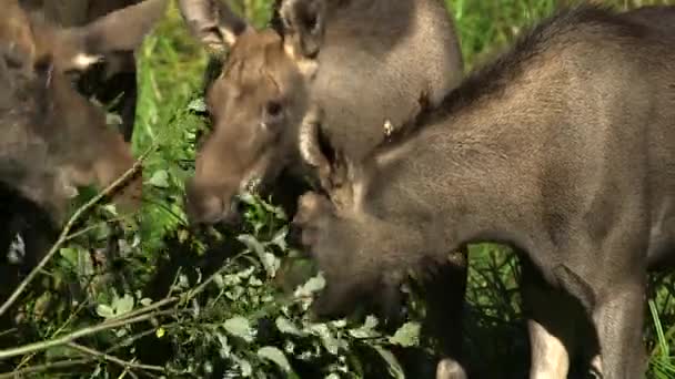 Orignal Vache Trois Oursons Mangeant Des Feuilles Buisson Dans Une — Video