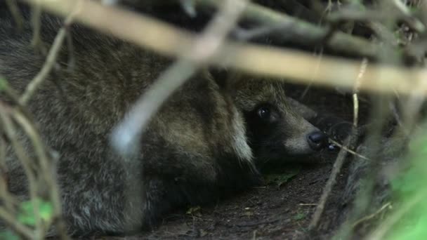 Обычная Собака Енота Отдыхает Пещере Открытыми Глазами Енот Common Raccoon — стоковое видео