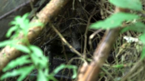 Wspólny Pies Szopowy Odpoczywający Jaskini Oglądający Kamerę Common Raccoon Dog — Wideo stockowe