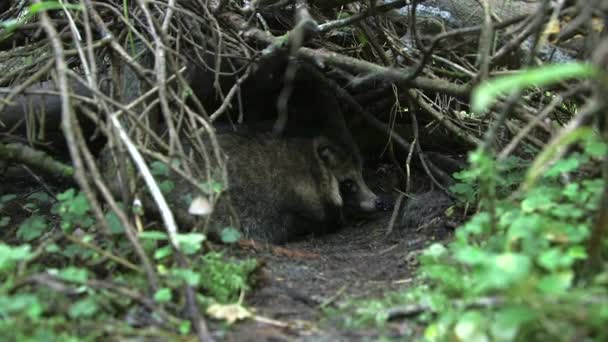 コモン ラクーン ドッグは 目を開けて洞窟に残っている コモン ラクーン ドッグ Common Raccoon Dog — ストック動画