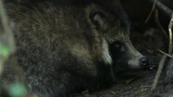 Common Raccoon Dog Resting Cave Eyes Open Common Raccoon Dog — Stock Video