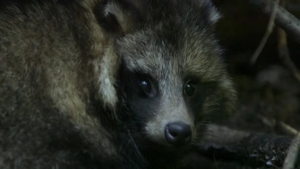 Обычный Енотовый Пес Смотрит Камеру Крупным Планом Енот Common Raccoon — стоковое видео