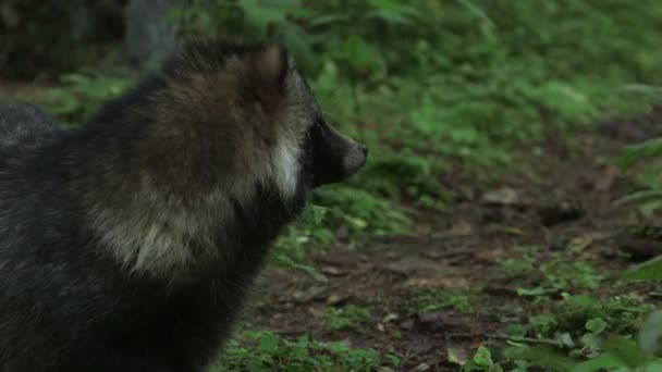 Common Raccoon Dog Para Bosque Mira Alrededor Luego Escapa Perro — Vídeo de stock
