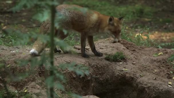 Red Fox Vindt Een Verborgen Witte Muis Eet Hem Een — Stockvideo