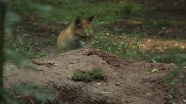 Red Fox Walks Het Bos Zoek Naar Voedsel Een Rode — Stockvideo