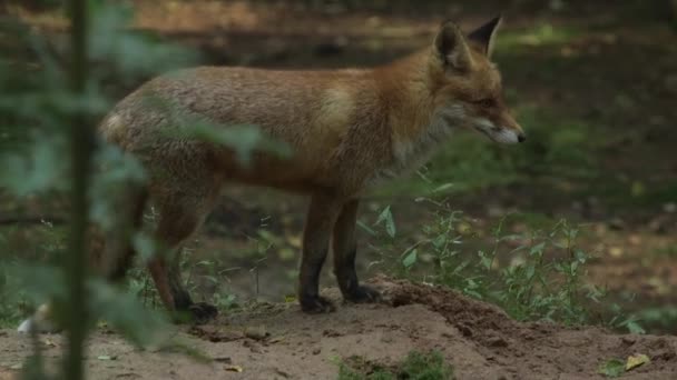 Red Fox Olha Para Câmera Depois Caminha Floresta Busca Comida — Vídeo de Stock