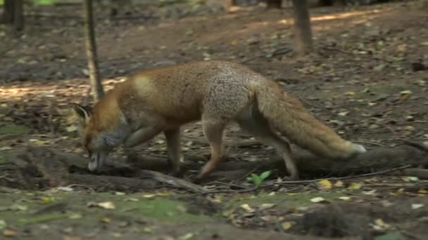 Red Fox Wandelt Door Het Bos Ruikt Grond Een Rode — Stockvideo