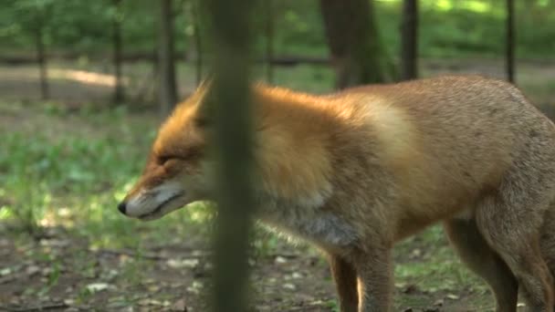 Red Fox Yawns Looks Inglês Uma Raposa Vermelha Tem Uma — Vídeo de Stock
