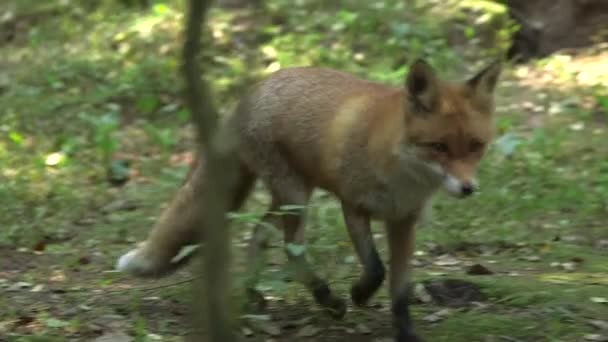 Red Fox Wandelt Door Het Bos Ruikt Grond Close Een — Stockvideo
