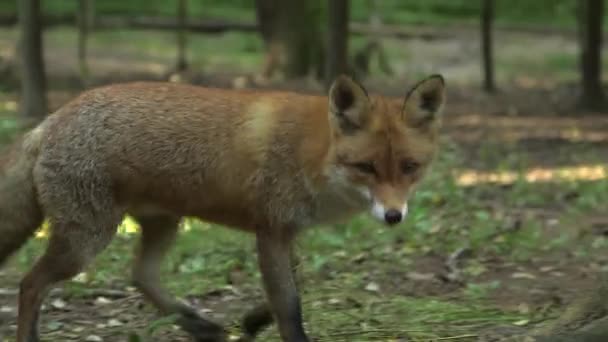 Red Fox Idzie Przez Las Wącha Ziemię Zbliżeniu Czerwony Lis — Wideo stockowe