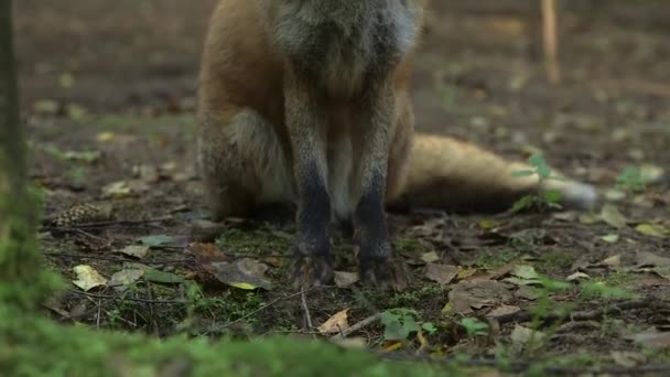 Червона Лисиця Чудово Сидить Лісі Червона Лисиця Має Довгу Історію — стокове відео