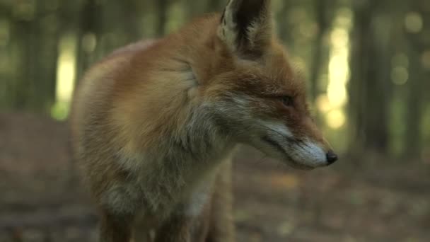 Κοντινό Πλάνο Του Standing Red Fox Και Στη Συνέχεια Κάθεται — Αρχείο Βίντεο