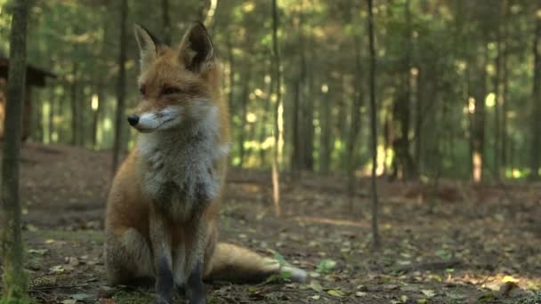 Червона Лисиця Чудово Сидить Лісі Червона Лисиця Має Довгу Історію — стокове відео