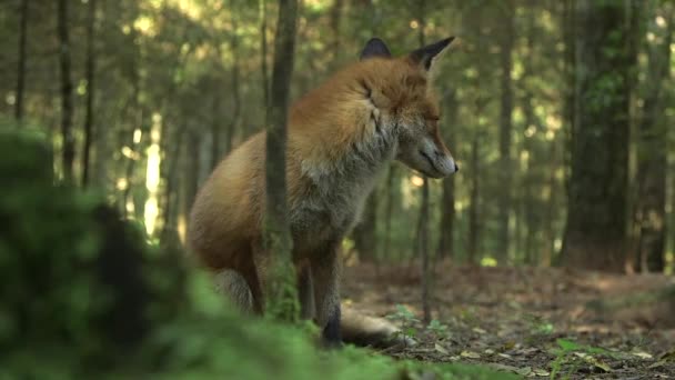 Red Fox Zit Prachtig Het Bos Een Rode Vos Heeft — Stockvideo