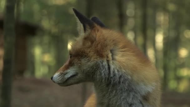 红狐狸在森林里的美丽的特写 红狐与人类交往的历史由来已久 它曾长期被当作害虫和走狗猎食 — 图库视频影像