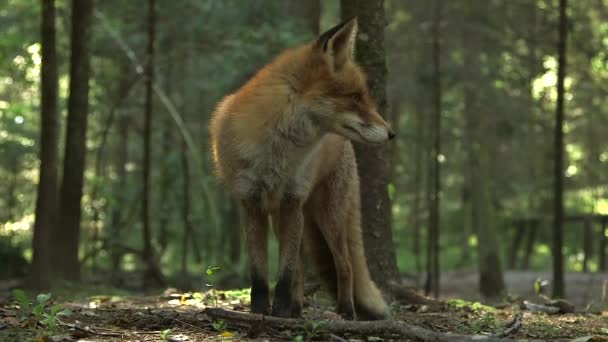 Червоний Лис Чудово Стоїть Лісі Червона Лисиця Має Довгу Історію — стокове відео