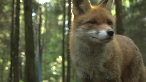 Red Foxes Hermoso Primer Plano Bosque Zorro Rojo Tiene Una — Vídeo de stock
