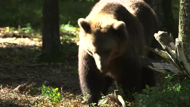 Big Brown Bear Stomps Tree Inglês Brown Bears Tempo Médio — Vídeo de Stock