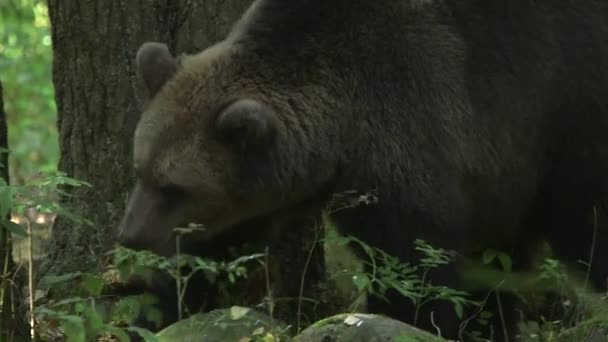Big Brown Bear Comiendo Algo Primer Plano Esperanza Vida Promedio — Vídeos de Stock