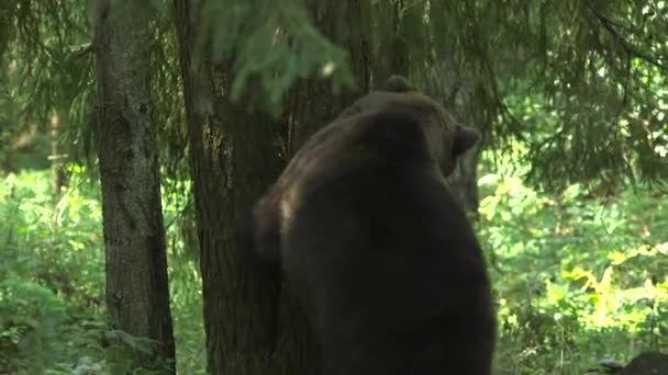 Big Brown Bear Inclina Contra Uma Árvore Come Alguma Coisa — Vídeo de Stock